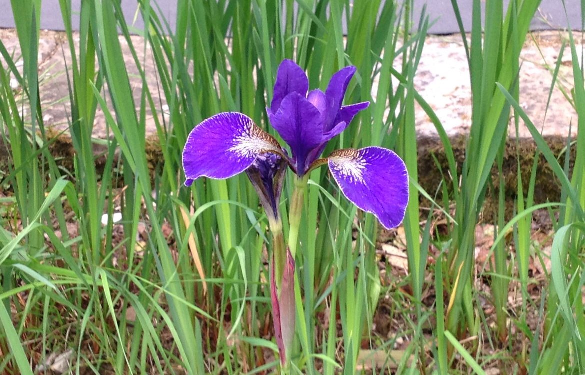 Botanists from every if the world come to Florence for the Iris Competition.