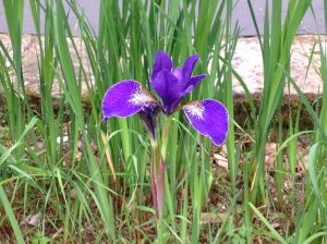 The Garden of Iris in Florence 